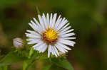 Purplestem aster